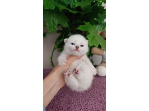 British Shorthair Yavrular