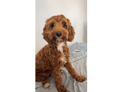 7.5 Aylik Maltipoo Yavrumuz