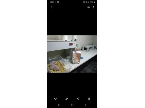 Jako Papağanlar Mevcut