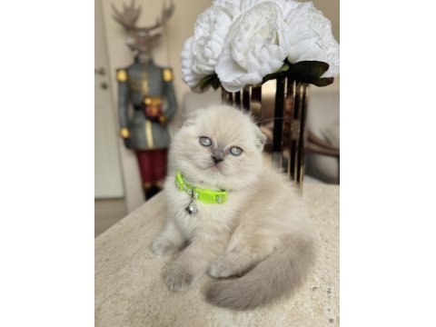 Scottish Fold Bluepoint