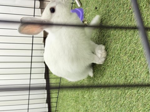 4-5 Aylık Kar Beyazı Tavşan