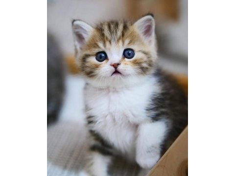 Şeker Suratlı Black Golden British Shorthair Yavrumuz