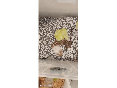 Suriye 2 Erişkin Erkek Hamster