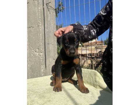 King Doberman Bebekleri
