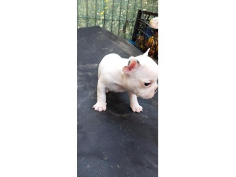 Safkan Maskeli Fransız Bulldog Yavrular