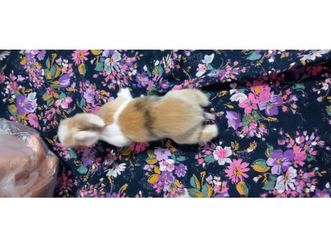 Teddy Lop Tavşan Yavruları