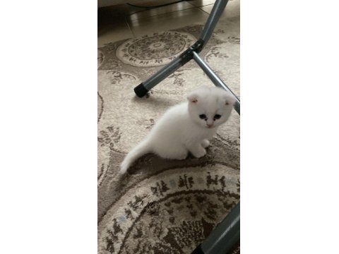 Scottish Fold Yavru Kediler