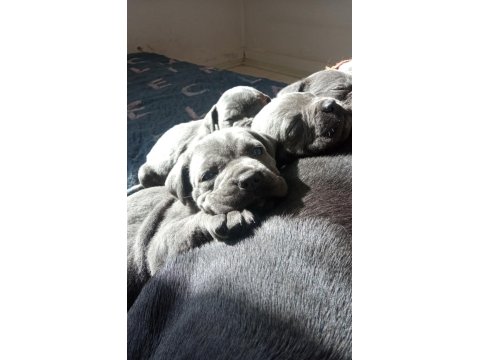 Blue Cane Corso Yavruları