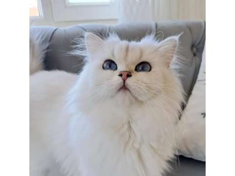 Full Şecereli Babadan Pamuk Scottish Straight Kız