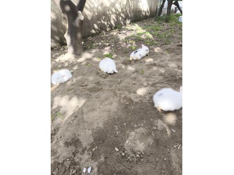 Safkan Hollanda Lop Tavşanı Bebekler