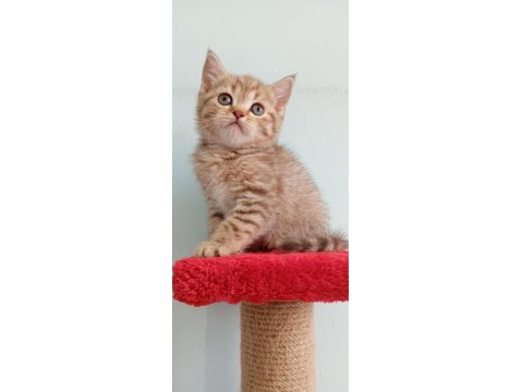 Golden Tabby Dişi British