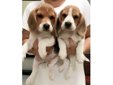 Irk Garantili Beagle Yavruları