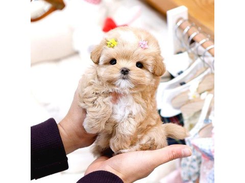 Toy Poodle Yavrularımız