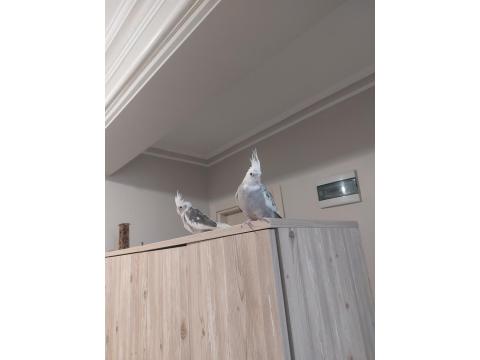 2 Adet Sultan Papağanı Ve Büyük Boy Kafeste Satılık