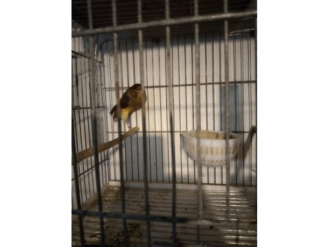 Her Tür Kanarya Vardır