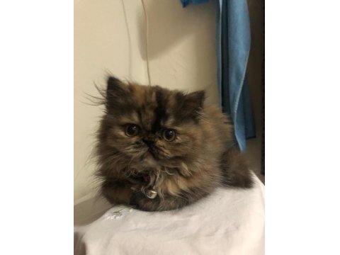 Sevimli İran Kedim Yeni Yuvasını Arıyor