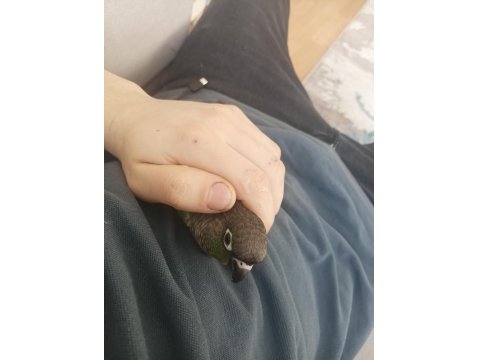 Yeme Düşmüş Yeşil Yanaklı Konur Papağanı