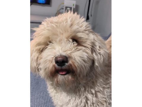 Maltese Kızım İçin