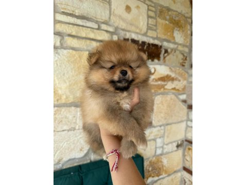 Pomeranian Boo Ayı Surat Yavrular