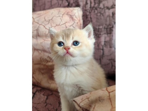 British Shorthair Kızım Yeni Yuvasını Arıyor
