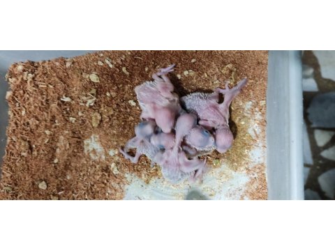 Üretimhanemizden Yavru Muhabbet Kuşları