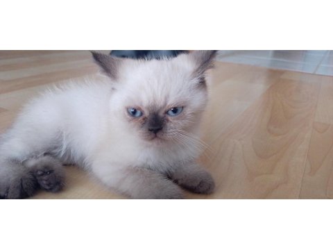 2 Aylık İran Kedisi