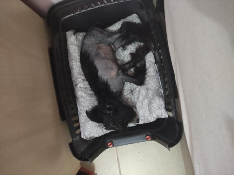 Tüysüz Çin Köpeği Chinese Crested