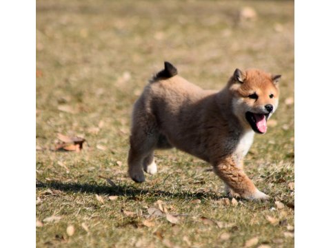 Minyatür Shiba İnu Orange Yavru