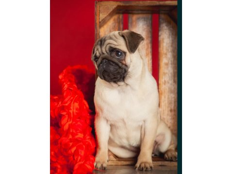 Pug Mops Köpekler Rıfkılar