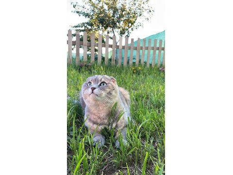 Tefo Scottish Fold