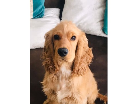 Kraliyet Ailesinden Safkan İngiliz Cocker