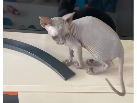 3 Aylık Dişi Sfenks