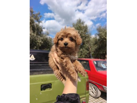 Kore Maltipoo Kilo Garantili