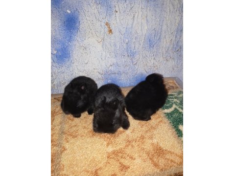 Hollanda Cüce Nedherland Dwarf Tavşan