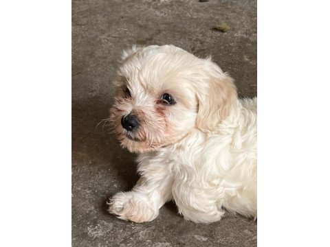 Terrier Maltese 0 Numara