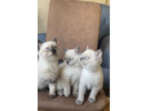 British Shorthair Erkek/Dişi Yavru