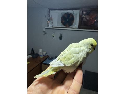 Muhabbet Kuşumuz Bebek Maşallah