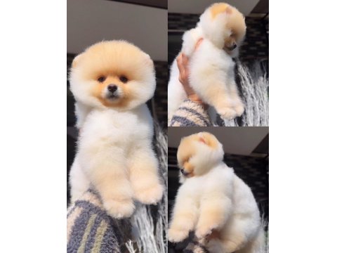 Türkiye'nin En Seçkin Pomeranian Boo (Ayı Surat) Garantili Yavruları