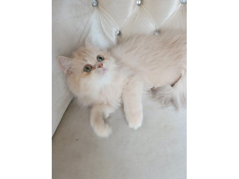 Cy 11 Şecere Belgesi Safkan Dişi 5 Aylık British Longhair