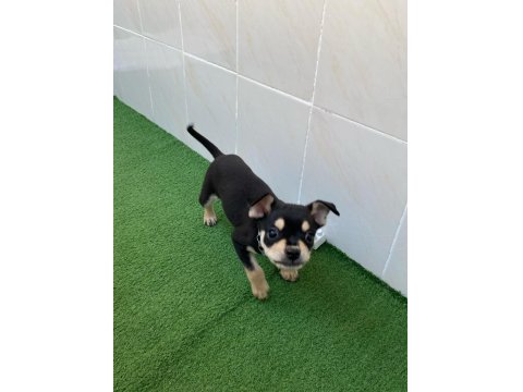 3 Aylık Oyuncu Chihuahua