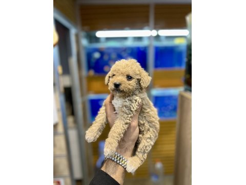 Maltipoo Yavruları Yeni Yuva İçin Hazır
