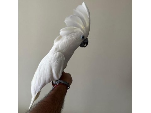 Umbrella Kakadu Full + Full Evcil