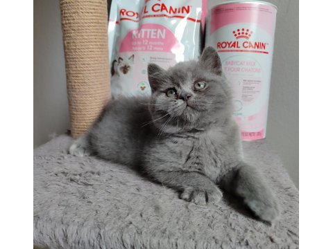 Ayı Surat British Shorthair Son Yavrumuz