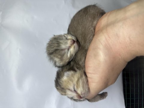 24 Şubat Doğumlu Silver - Golden - Lilac Dişi Kediler