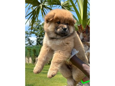 Chow Chow Köpeği Yavruları