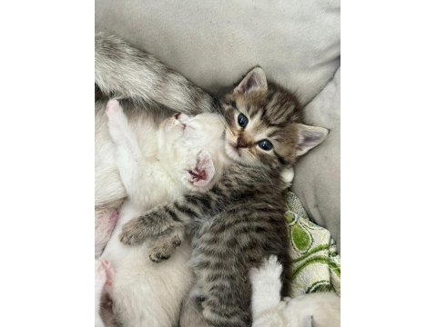 Güzel British Shorthair Bebeklerim Teslime Hazır