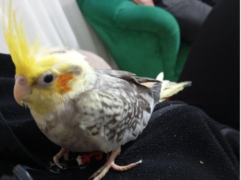 2 Adet Yavru Sultan Papağanı