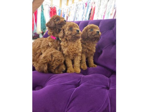 2 Dişi Ve 1 Erkek Toy Poodle