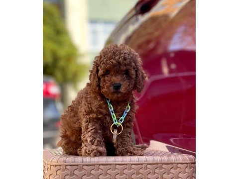 Safkan Toy Poodle Köpeklerimiz