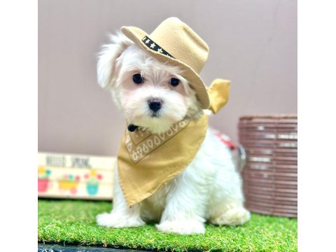 Kore Maltese
